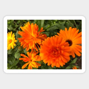 Calendula macro Sticker